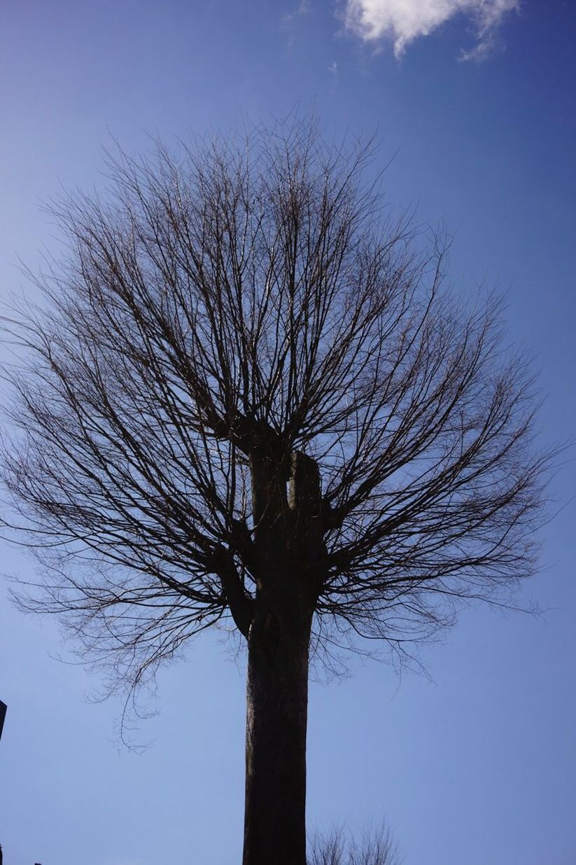 LOW ANGLE VIEW OF BARE TREES AGAINST SKY