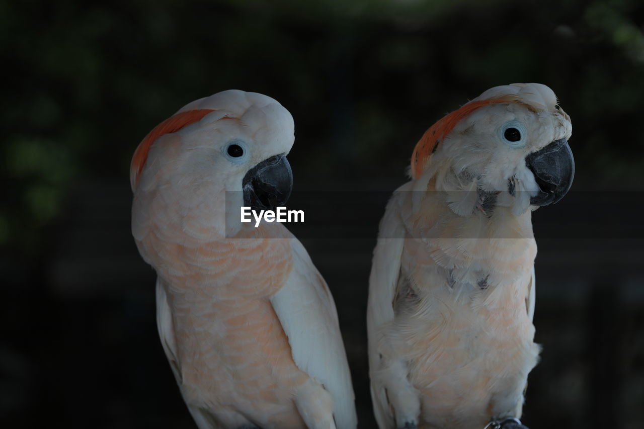 pet, animal, animal themes, bird, parrot, beak, animal wildlife, group of animals, two animals, nature, cockatoo, wildlife, no people, outdoors, wing, focus on foreground