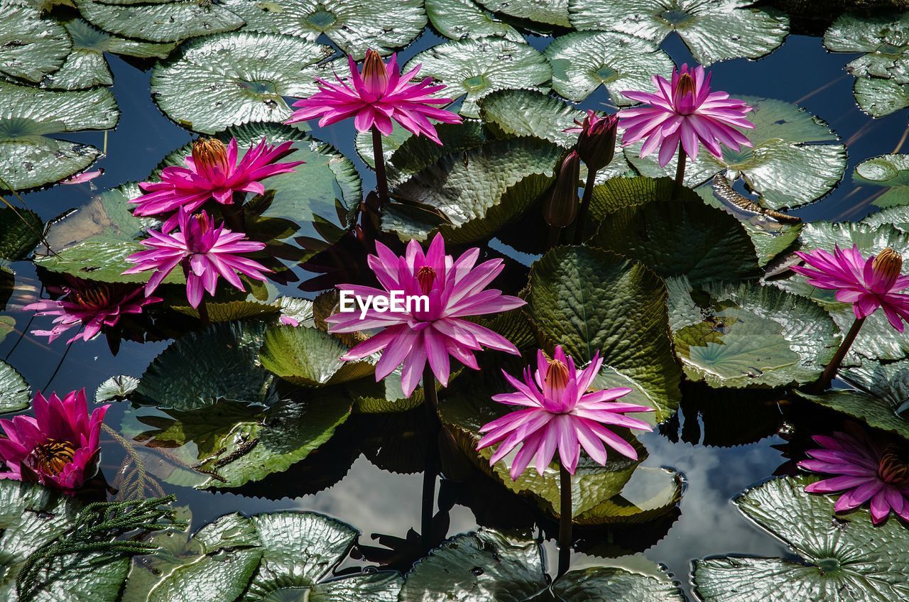 PINK FLOWERS GROWING OUTDOORS