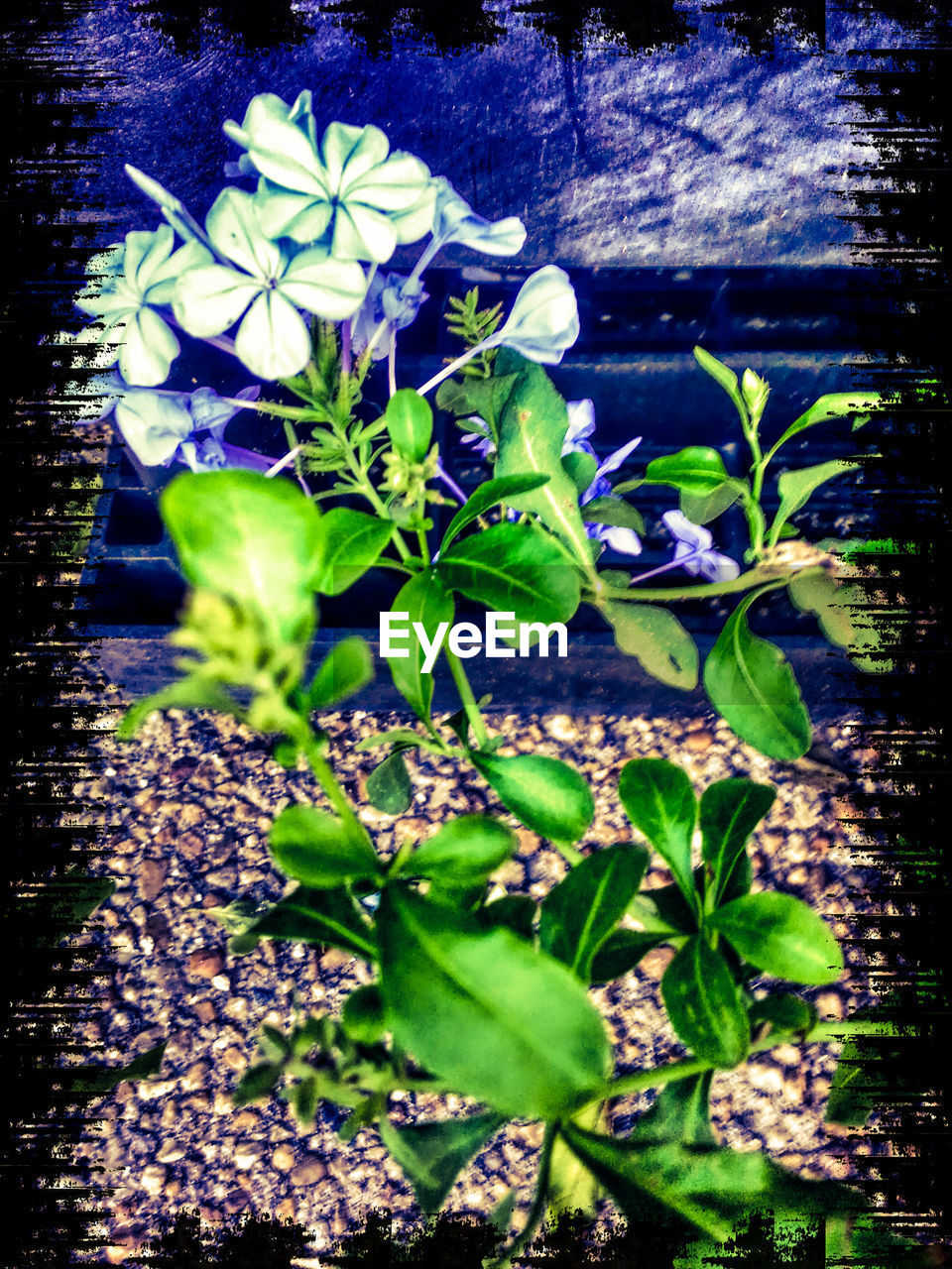 CLOSE-UP OF PLANTS