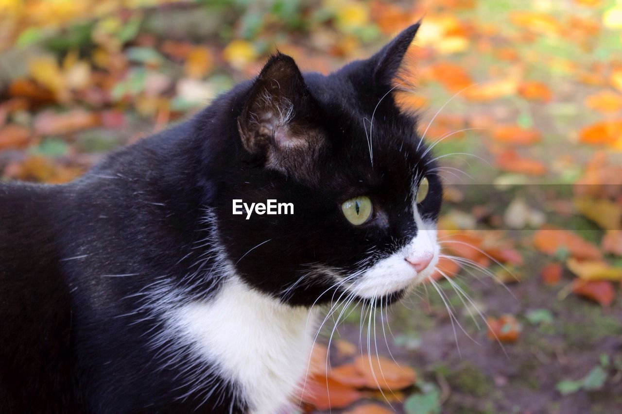 Close-up of cat on field