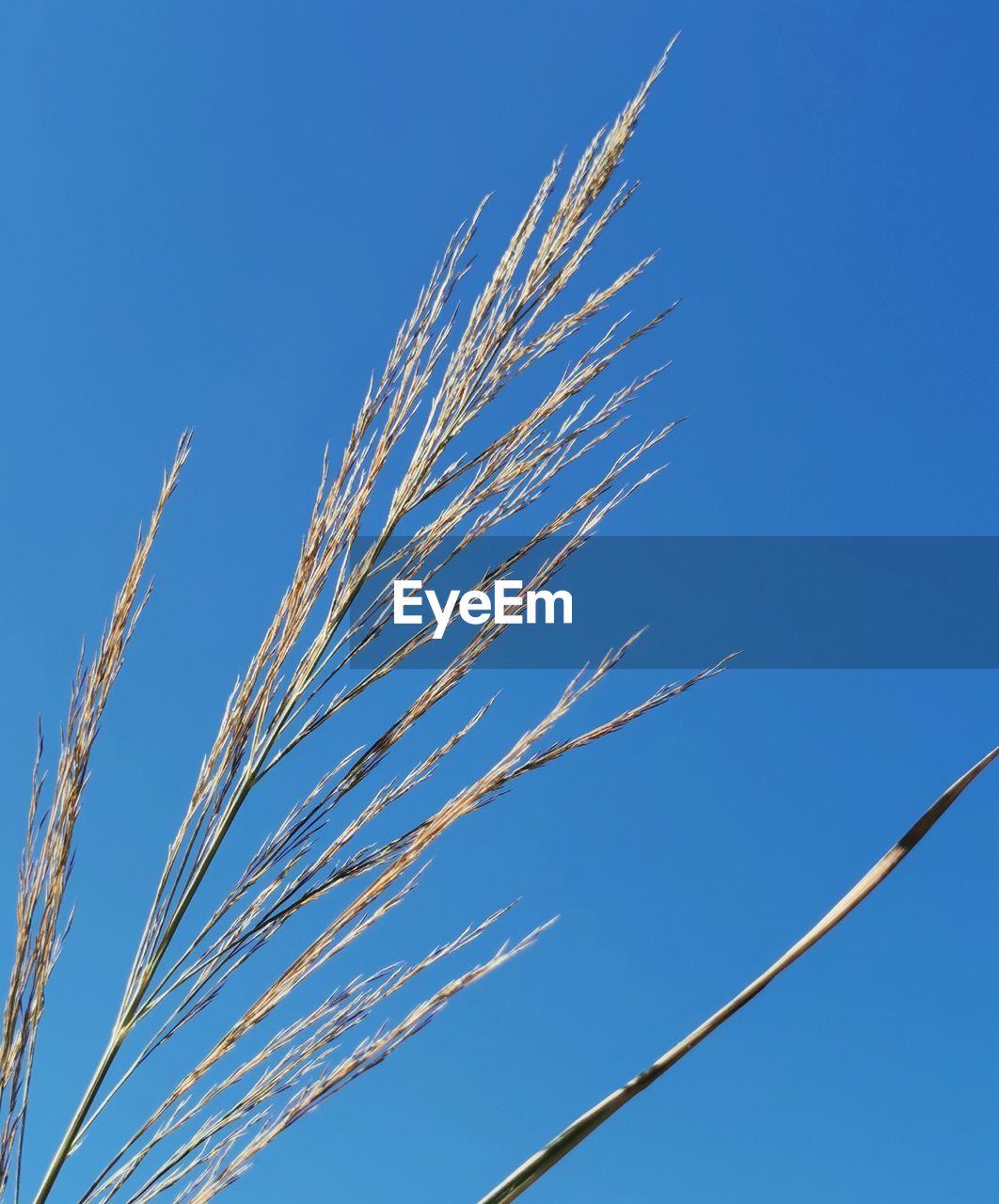 LOW ANGLE VIEW OF STALKS AGAINST BLUE SKY