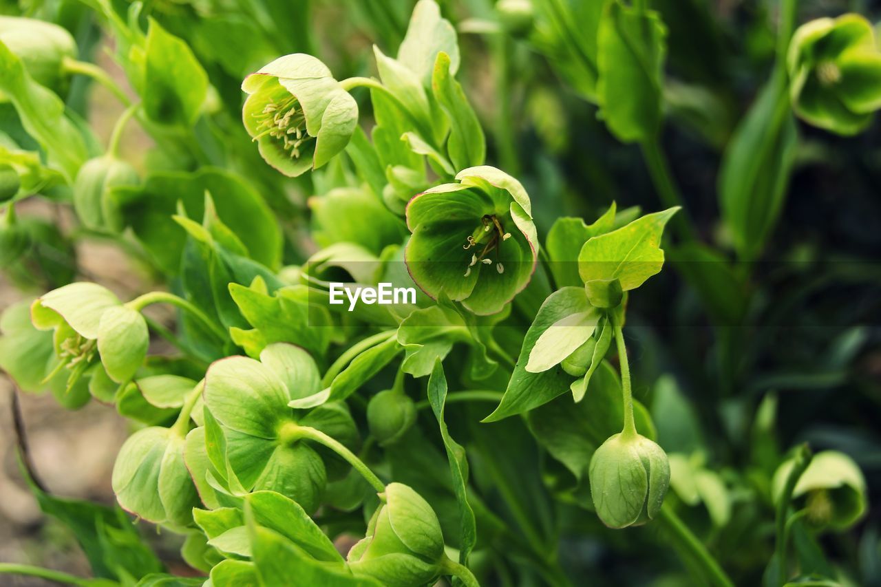 Close-up of green lizard on plant