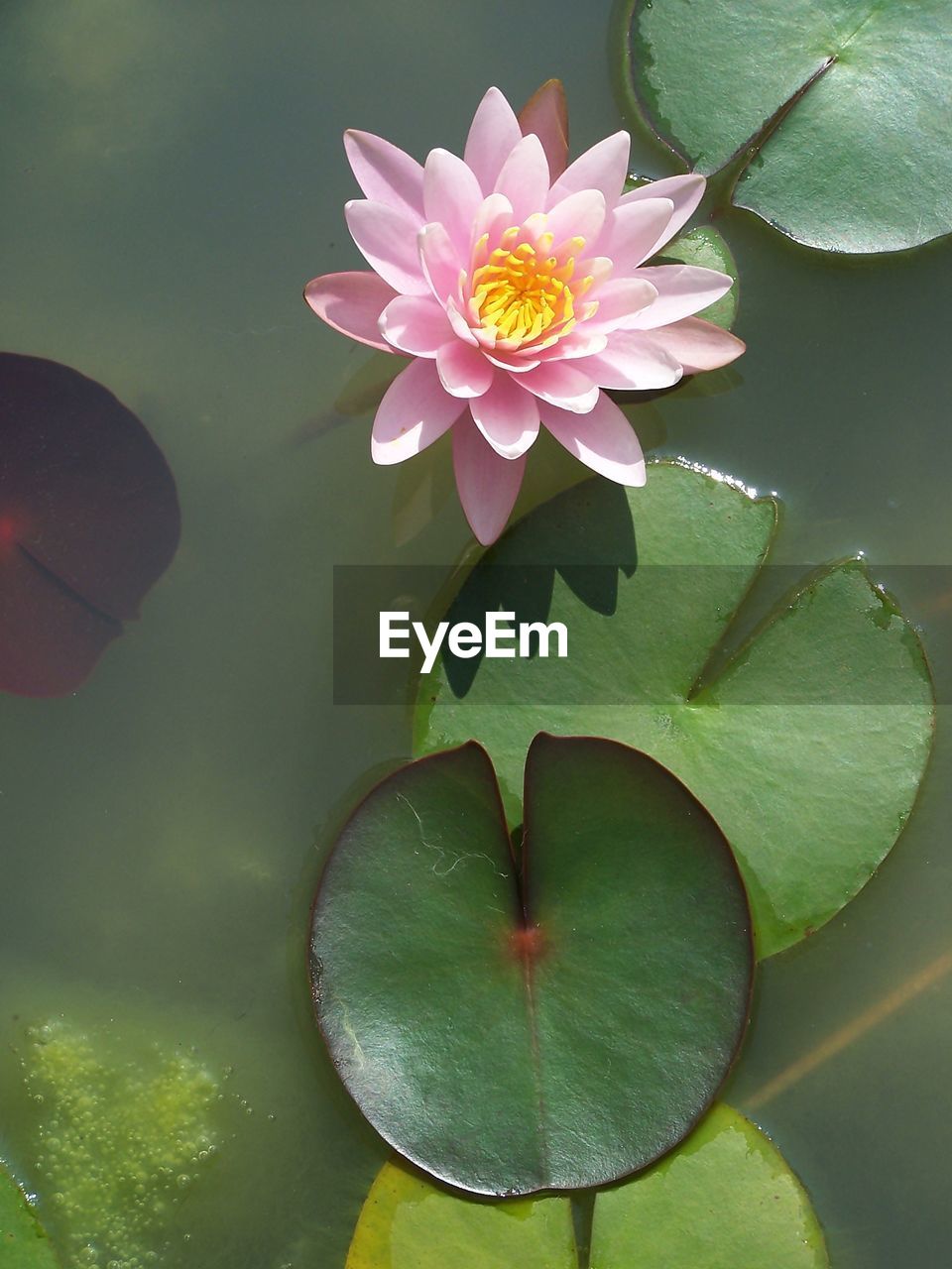 WATER LILY IN LAKE