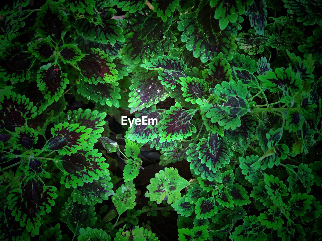 close-up of plants growing outdoors