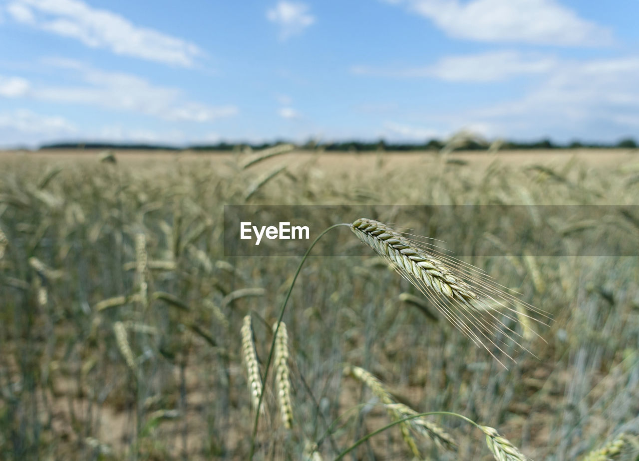 CLOSE-UP OF STALKS IN WHEAT FIELD
