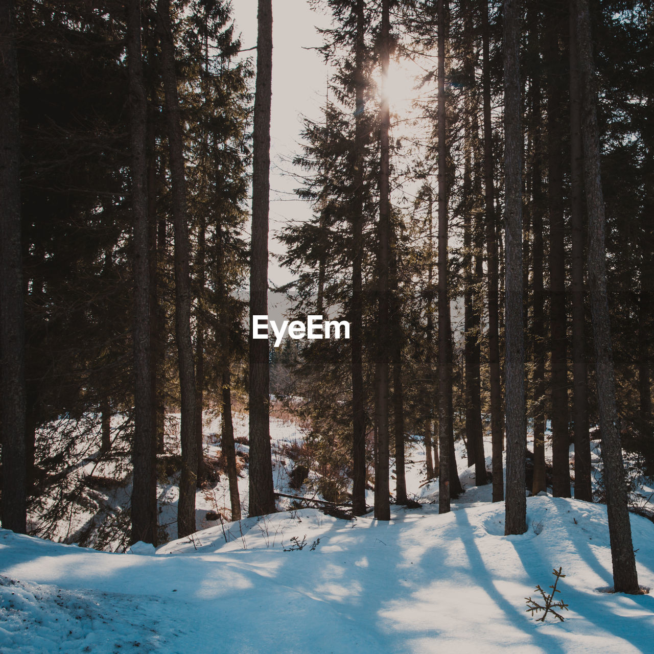 TREES IN SNOW COVERED FOREST DURING WINTER