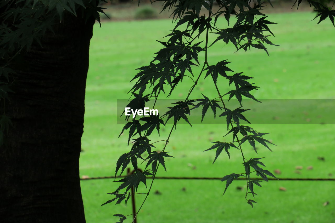 CLOSE-UP OF TREE BRANCH