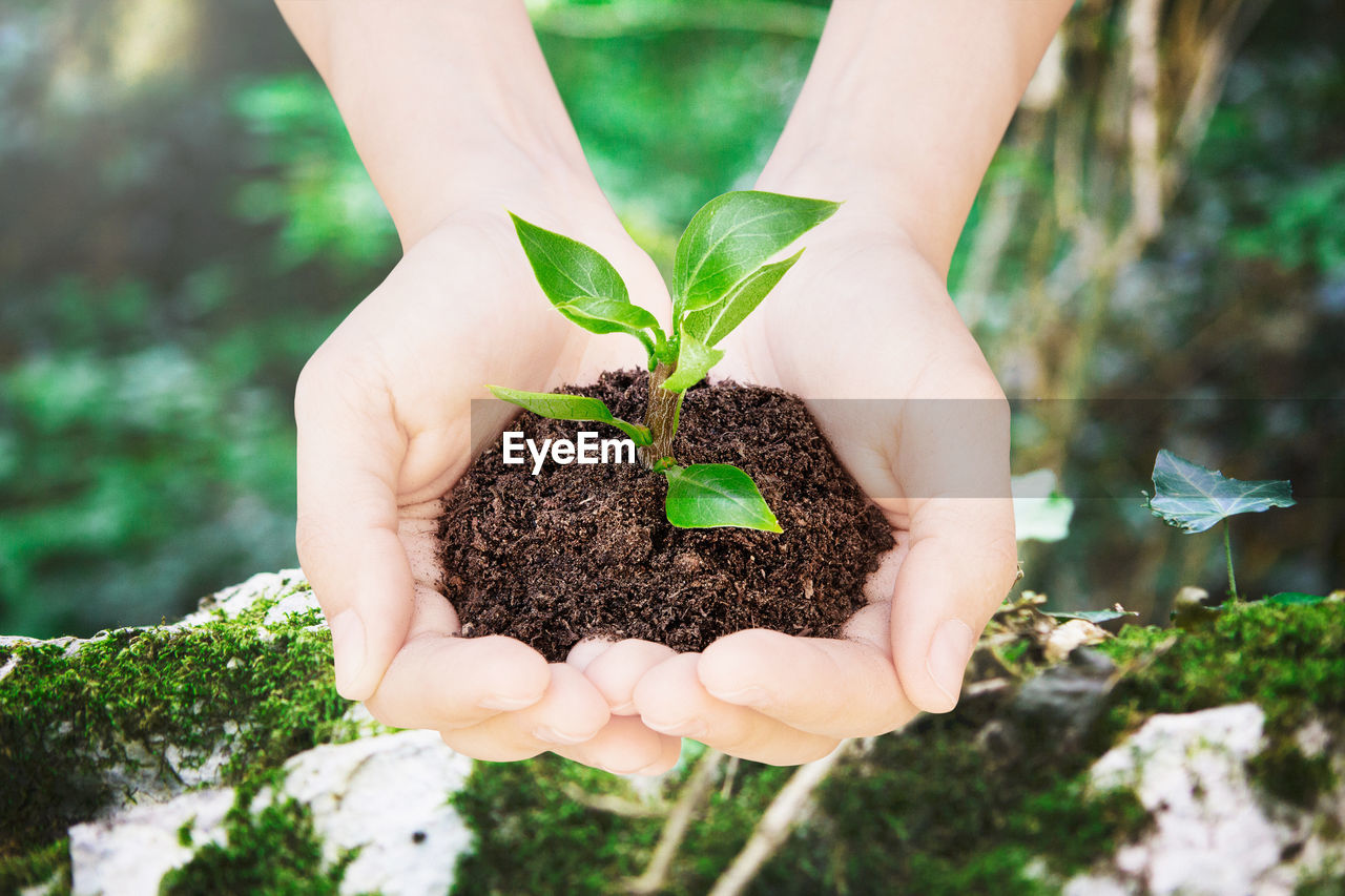 Close-up of woman holding seedling