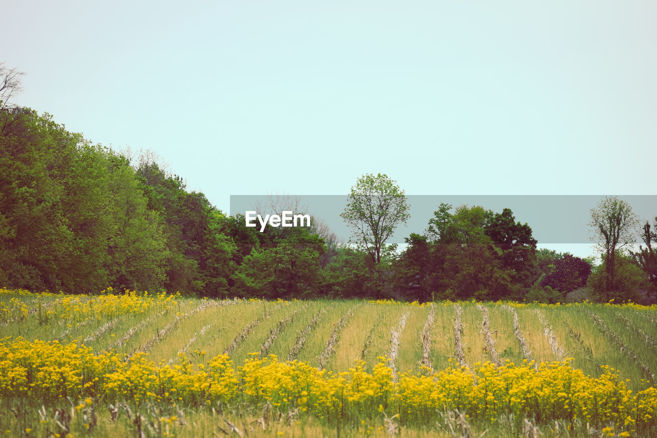 YELLOW FLOWERS IN FIELD