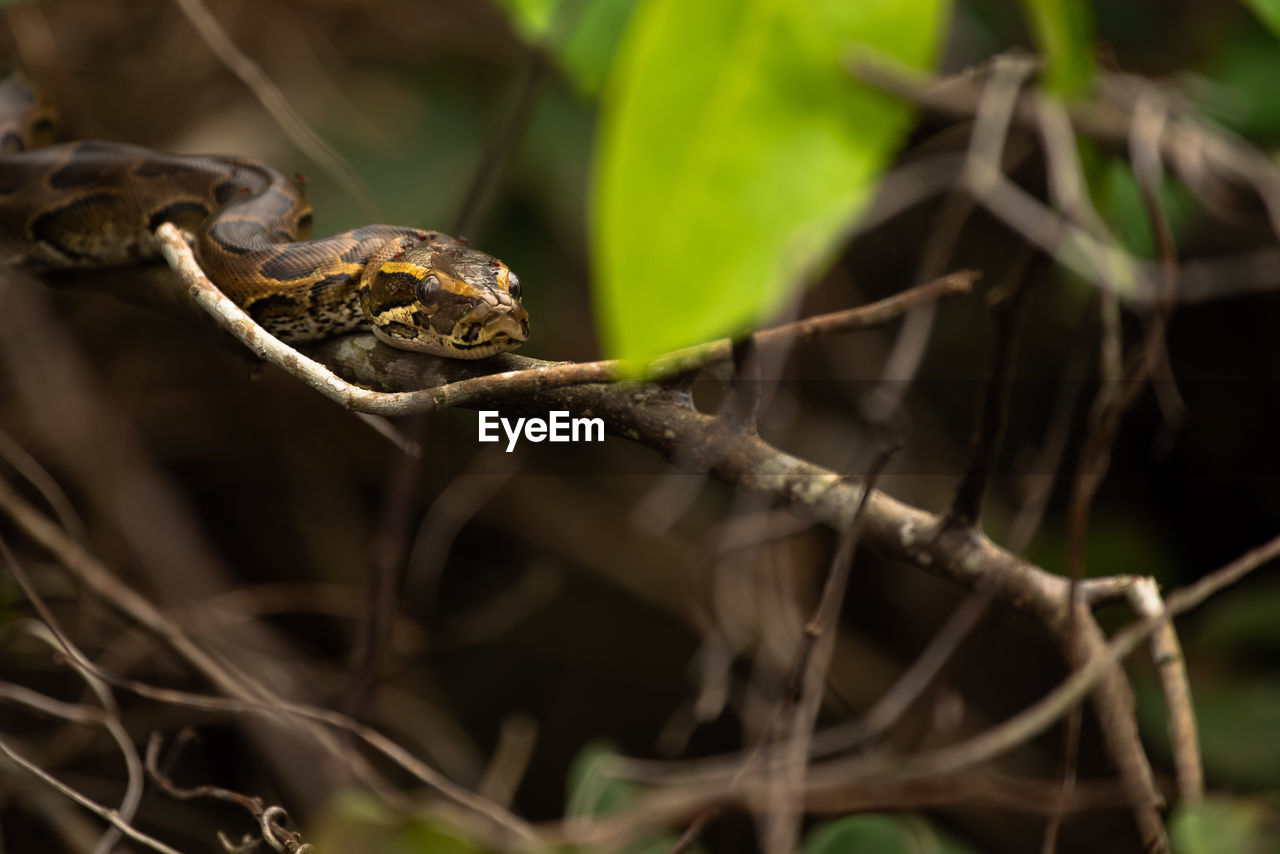 African rock python juvenile in the jungles of loango national park, gabon