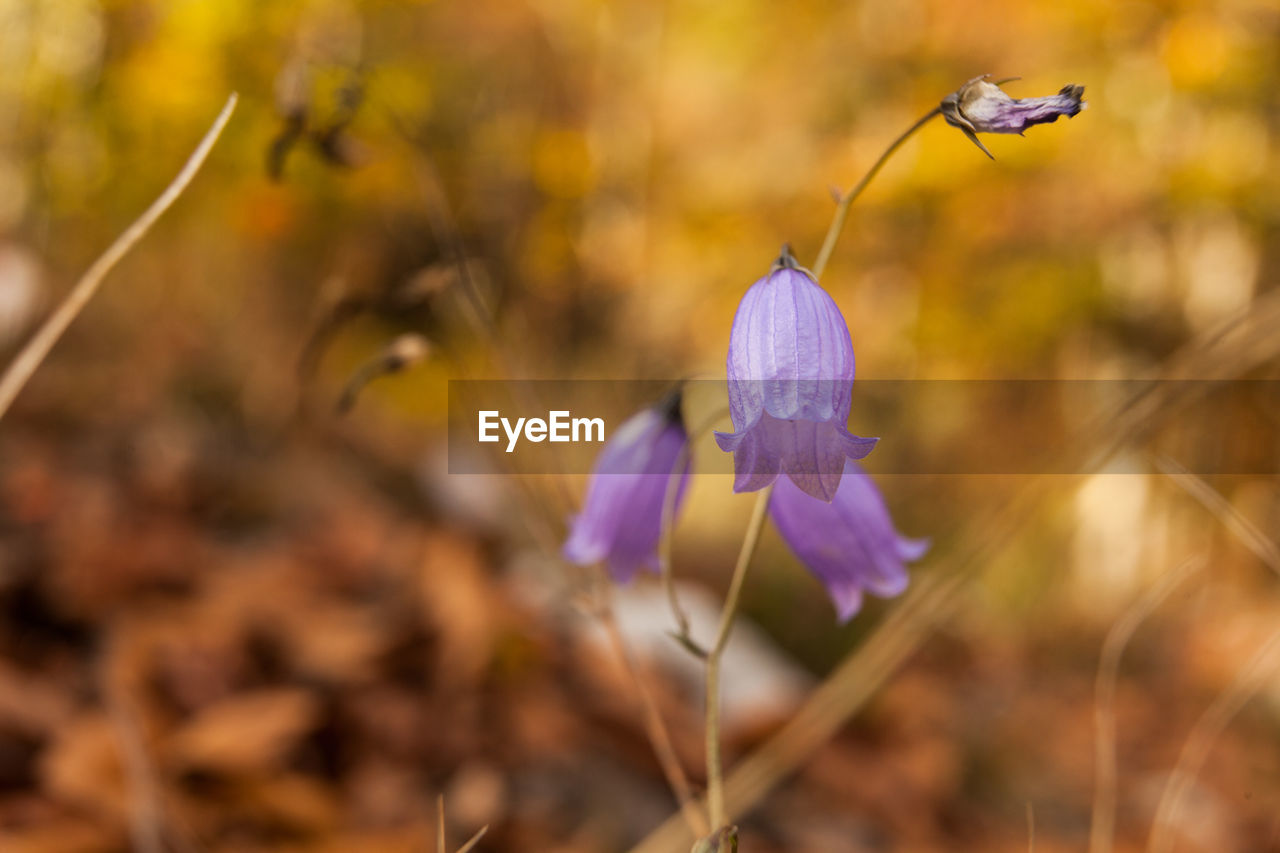 Close-up of purple crocus flowers on field
