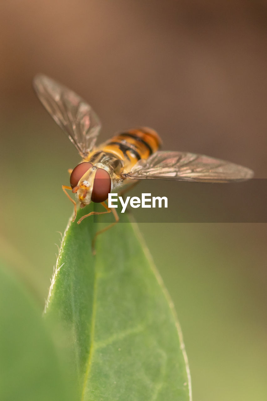 Close-up of  hoverfly on leaf