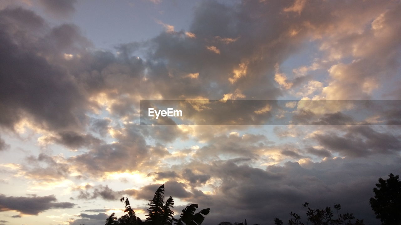 LOW ANGLE VIEW OF SILHOUETTE TREE AGAINST SKY