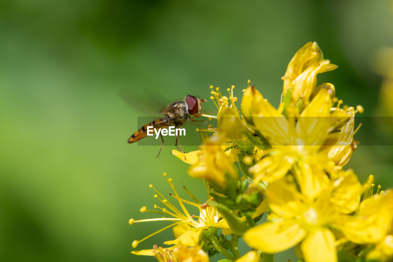 Close up of a hoverfly feeding on a saint johns wort plant in bloom