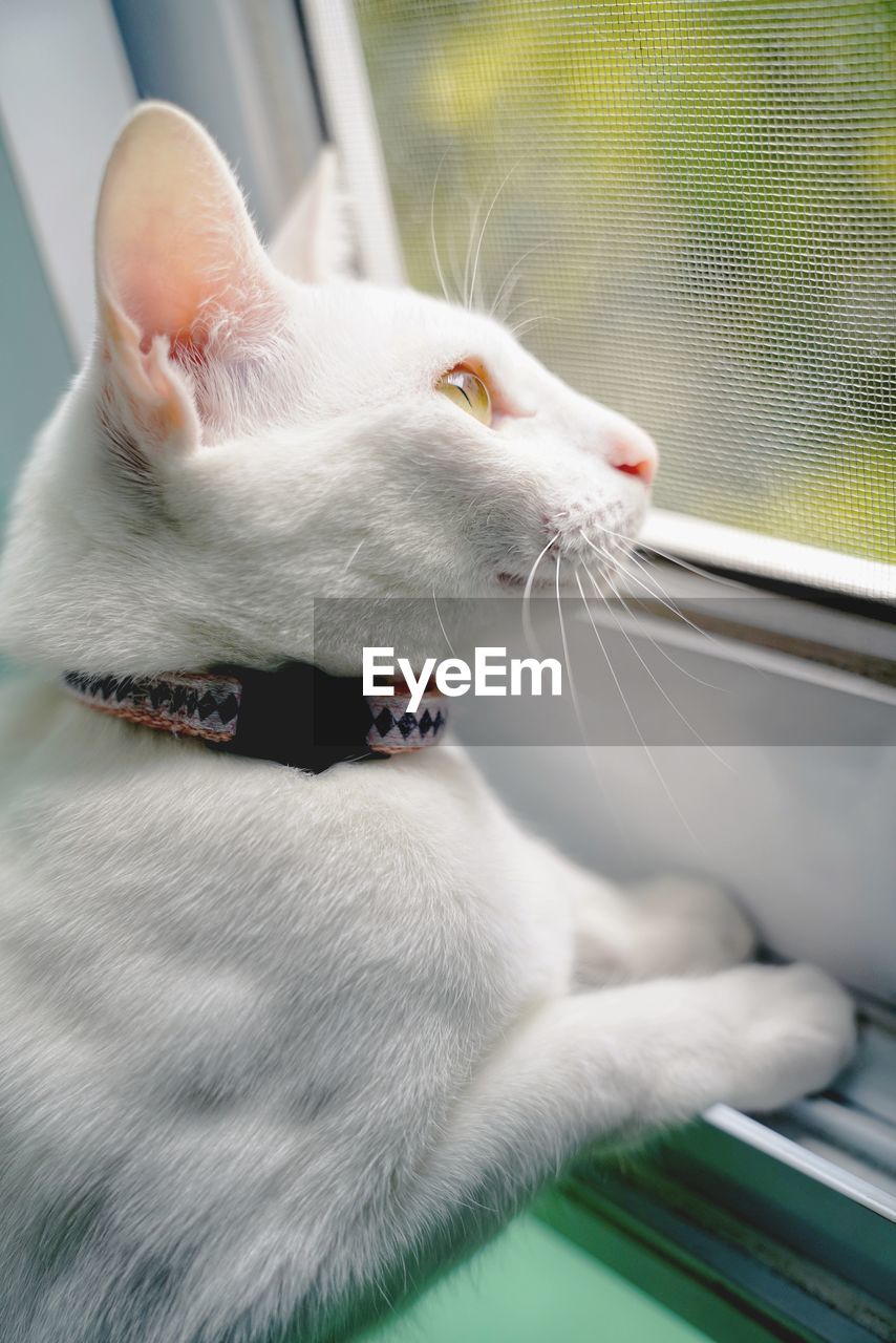 CLOSE-UP OF CAT LOOKING AT WINDOW