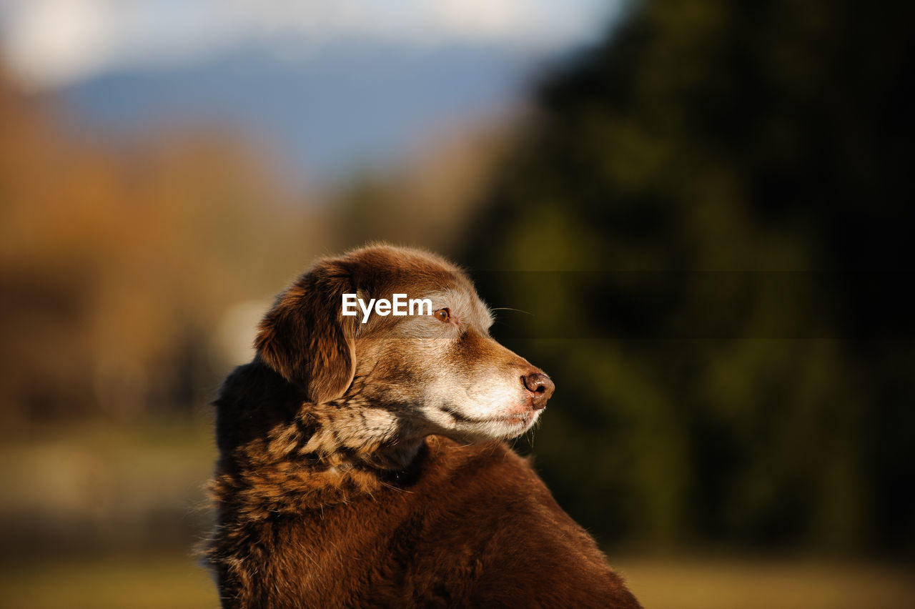 Side view of dog looking away