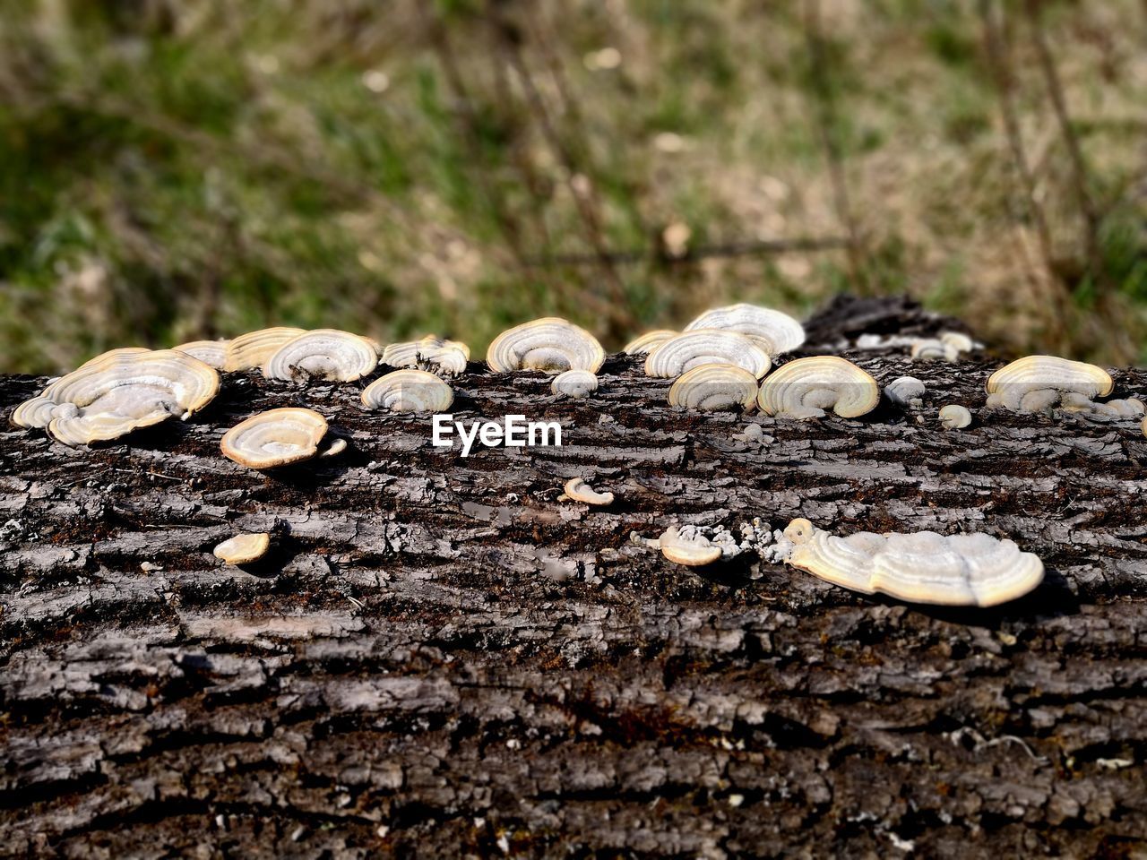 Close-up of mushroom growing on tree trunk