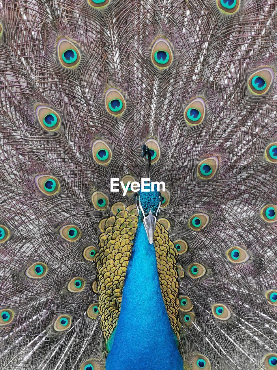 Close-up of peacock