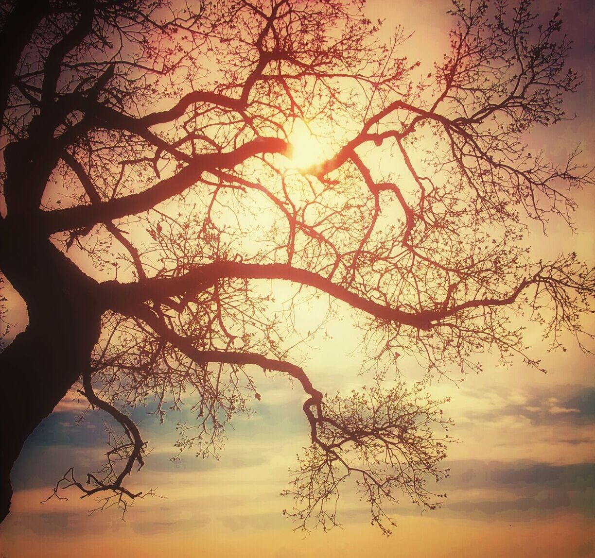 SILHOUETTE OF BARE TREES AGAINST SUNSET SKY