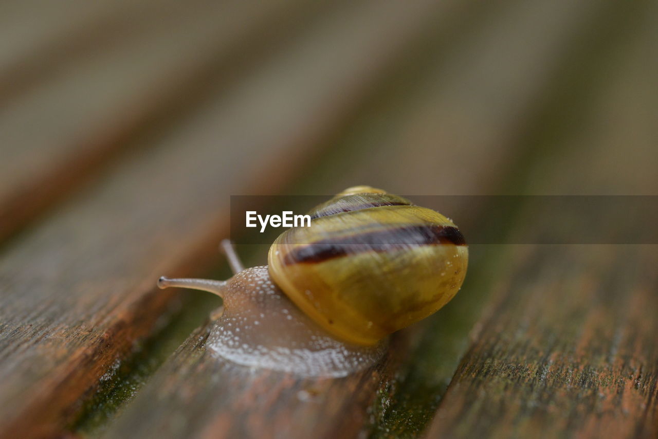 snail, animal themes, animal wildlife, animal, snails and slugs, gastropod, mollusk, one animal, wood, close-up, macro photography, wildlife, no people, selective focus, boredom, shell, animal shell, animal body part, macro, crawling, nature, yellow, insect, animal antenna, outdoors, day, environment, brown