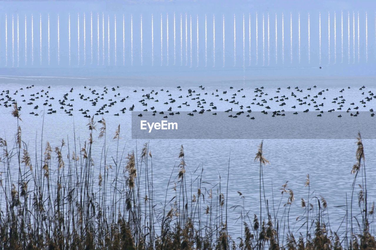 Flock of birds flying over sea