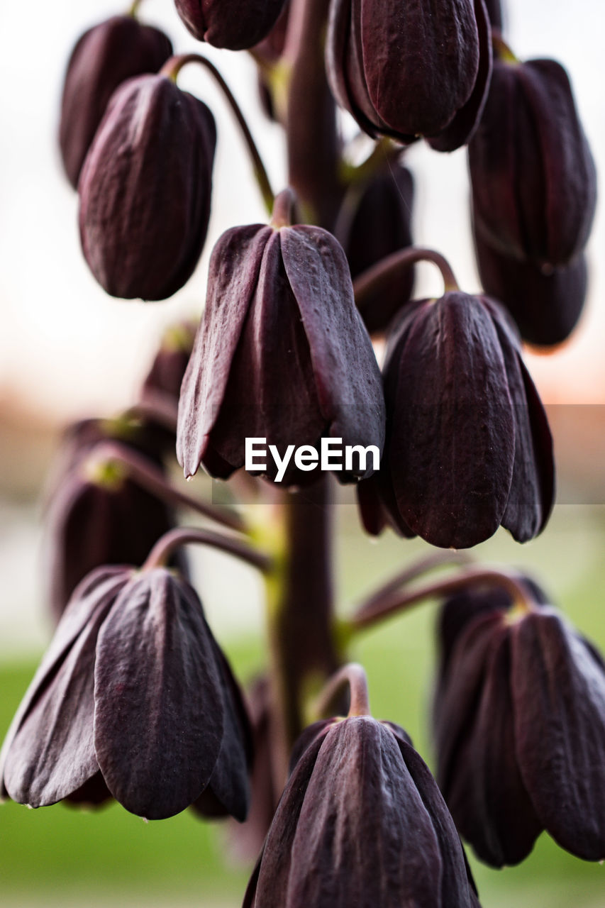 Close-up of purple flowering plants