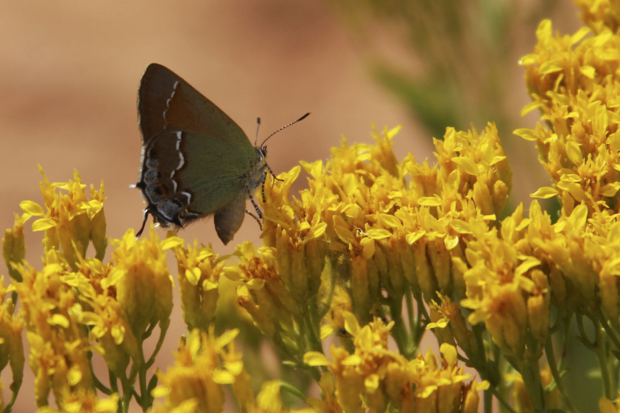 Close-up of butterfly perching on yellow flowers