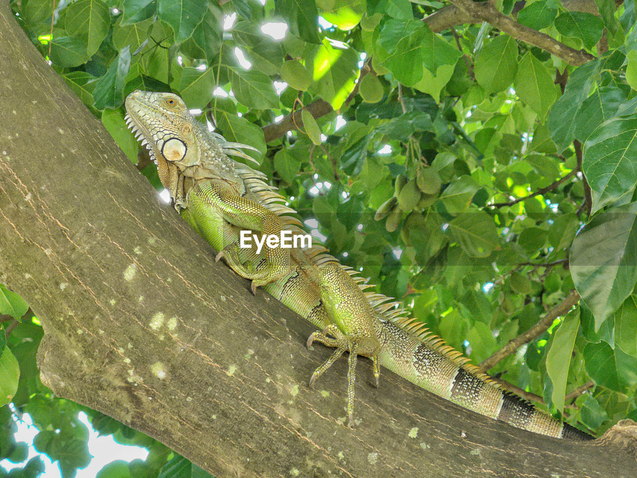 Green iguana in a tree in martinique