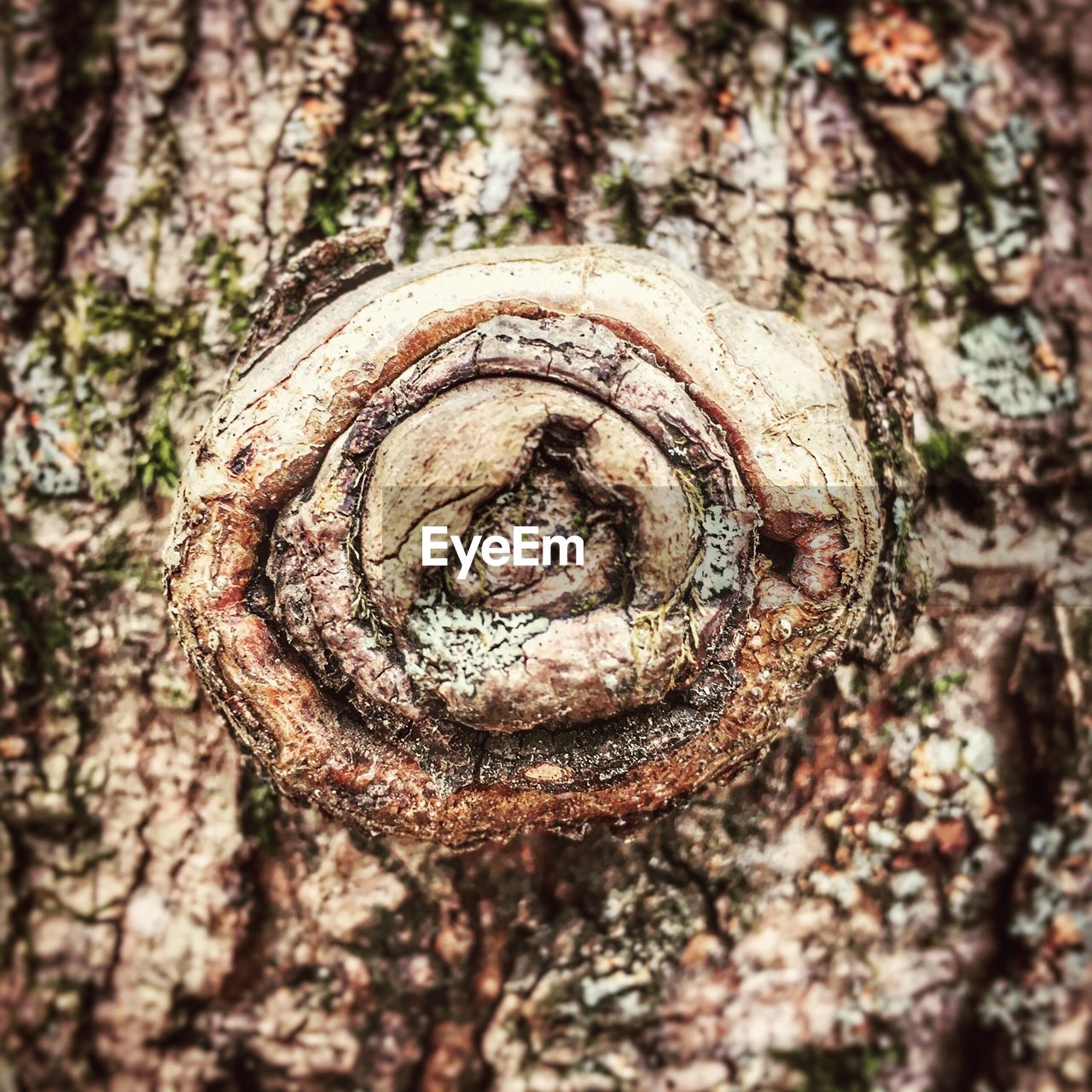 CLOSE-UP OF TREE