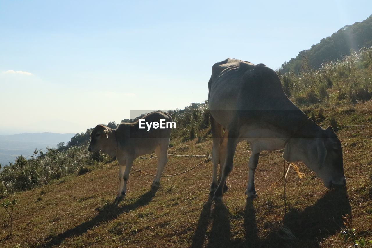 COWS GRAZING ON FIELD AGAINST SKY