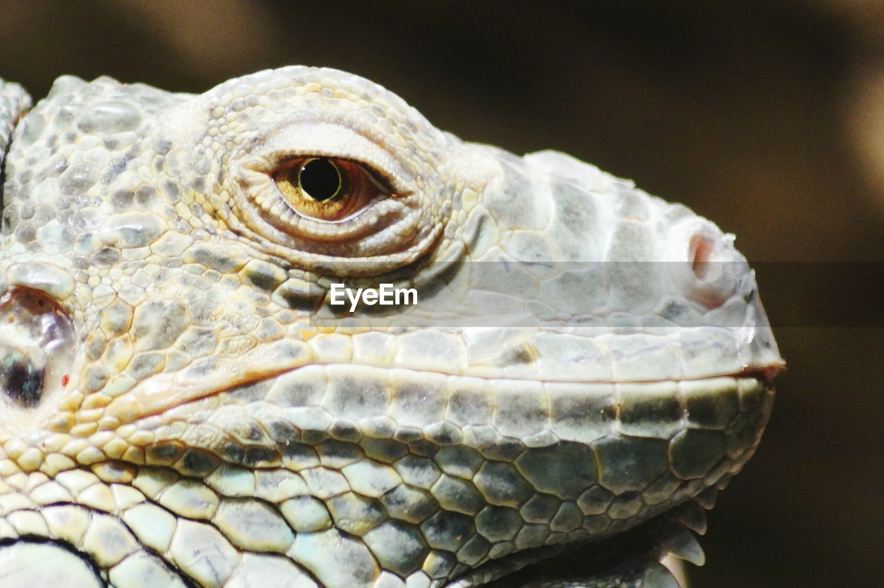 Close-up of iguana on sunny day