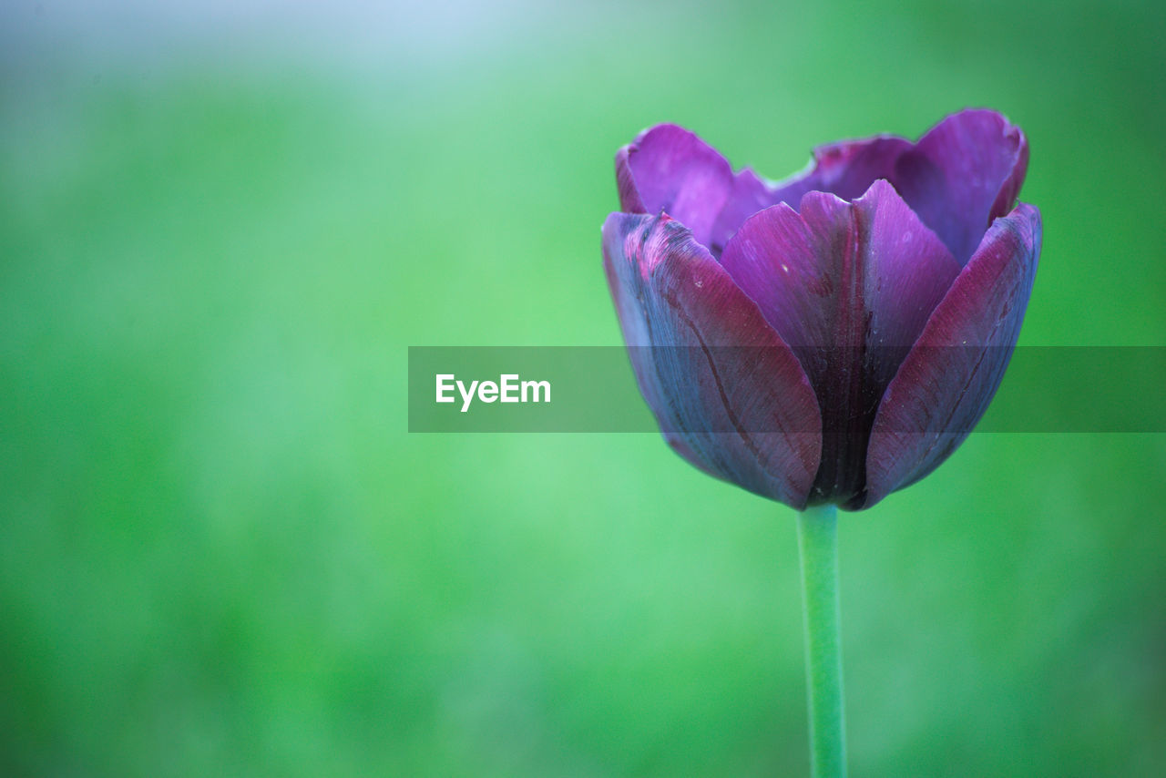 Close-up of a purple tulip