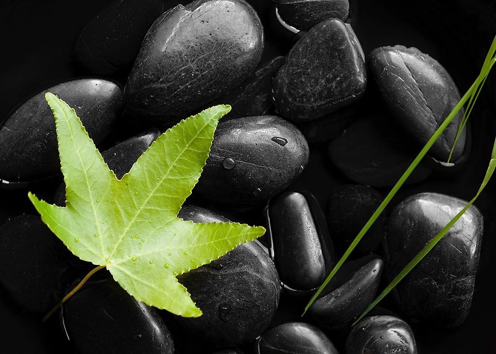 Close-up of leaf on pebble