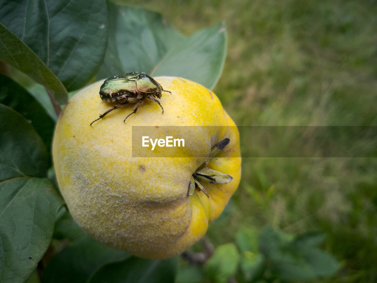 CLOSE-UP OF INSECT ON A FRUIT