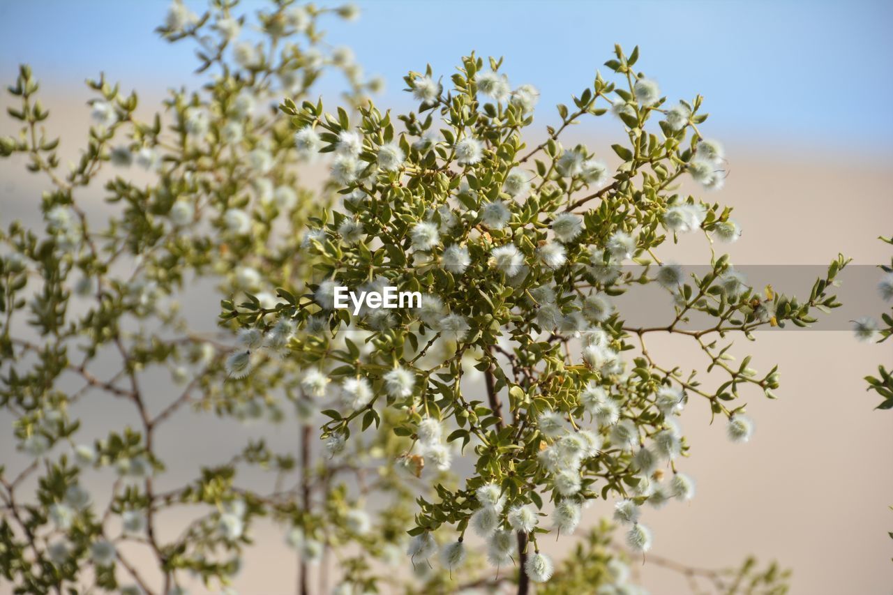 LOW ANGLE VIEW OF WHITE FLOWERING PLANT AGAINST CLEAR SKY