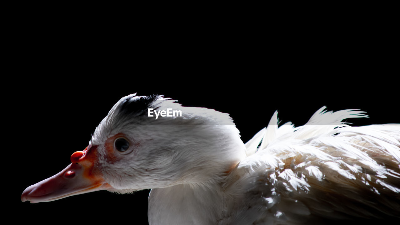 CLOSE-UP OF A BIRD