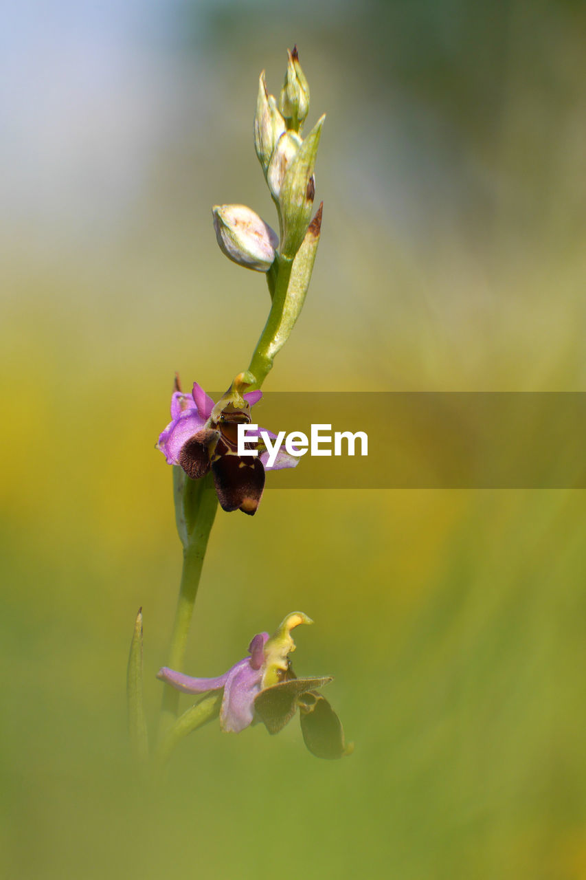 CLOSE-UP OF PURPLE FLOWER