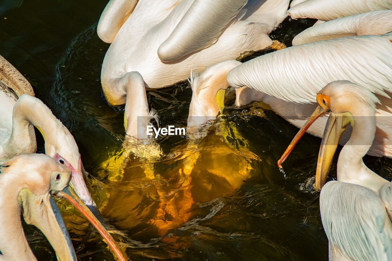 High angle view of pelicans in lake