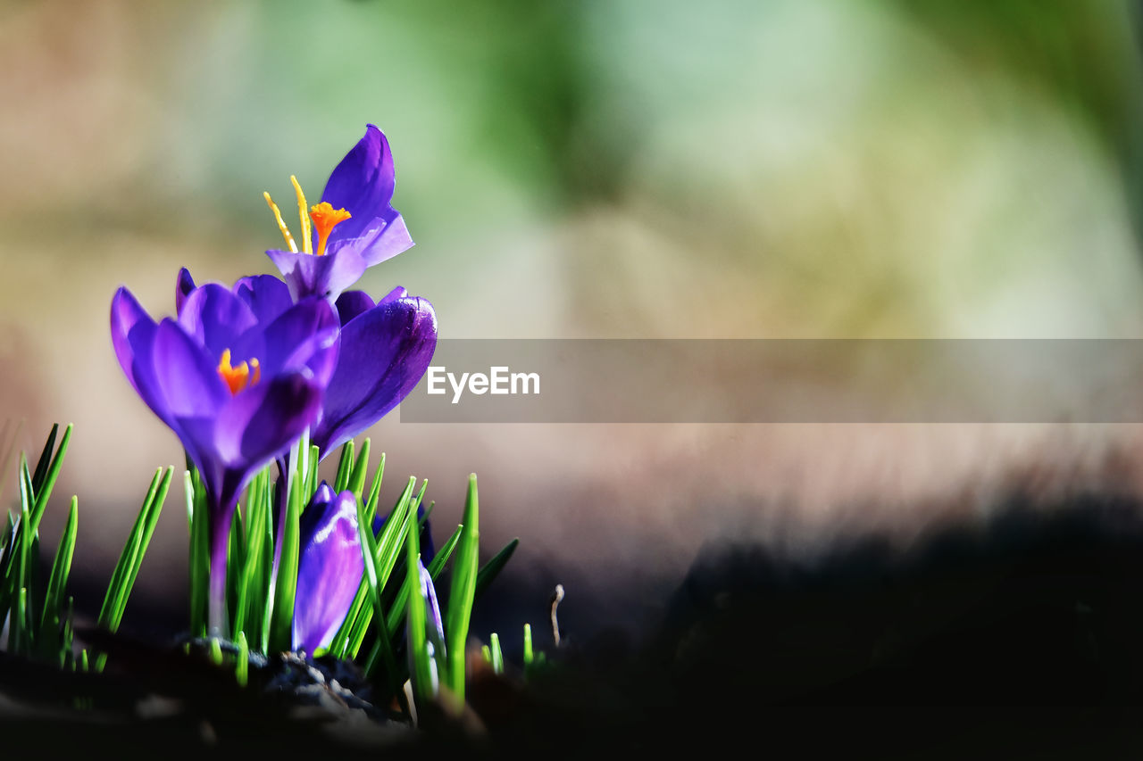 Close-up of purple crocus flowers