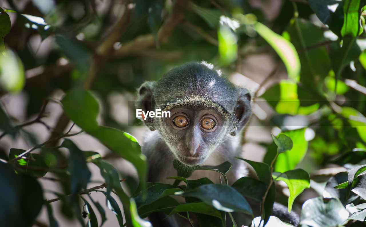 Portrait of monkey sitting on tree