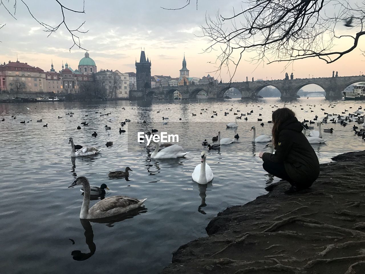 Woman looking at swans swimming in vltava river against charles bridge