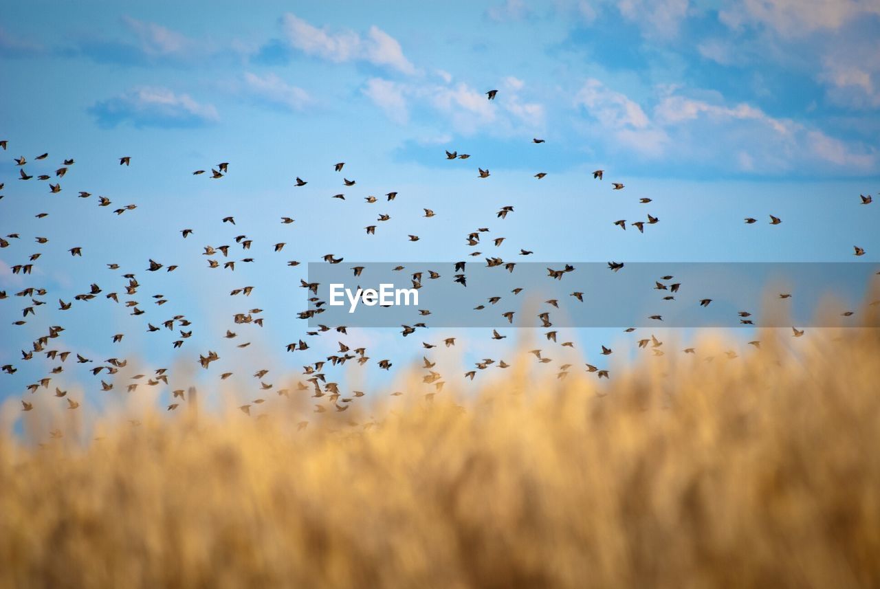 Flock of birds flying over field against sky