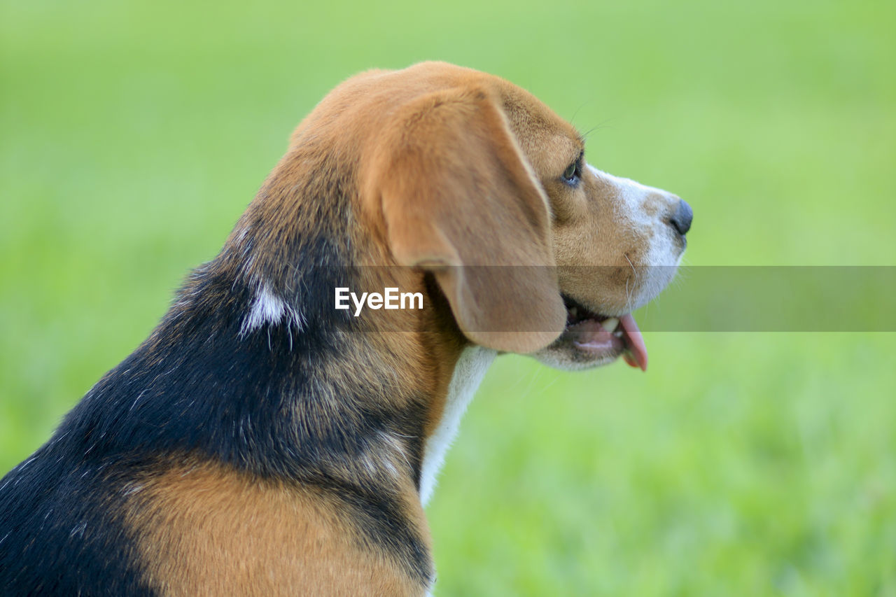 Close-up of dog looking away on field