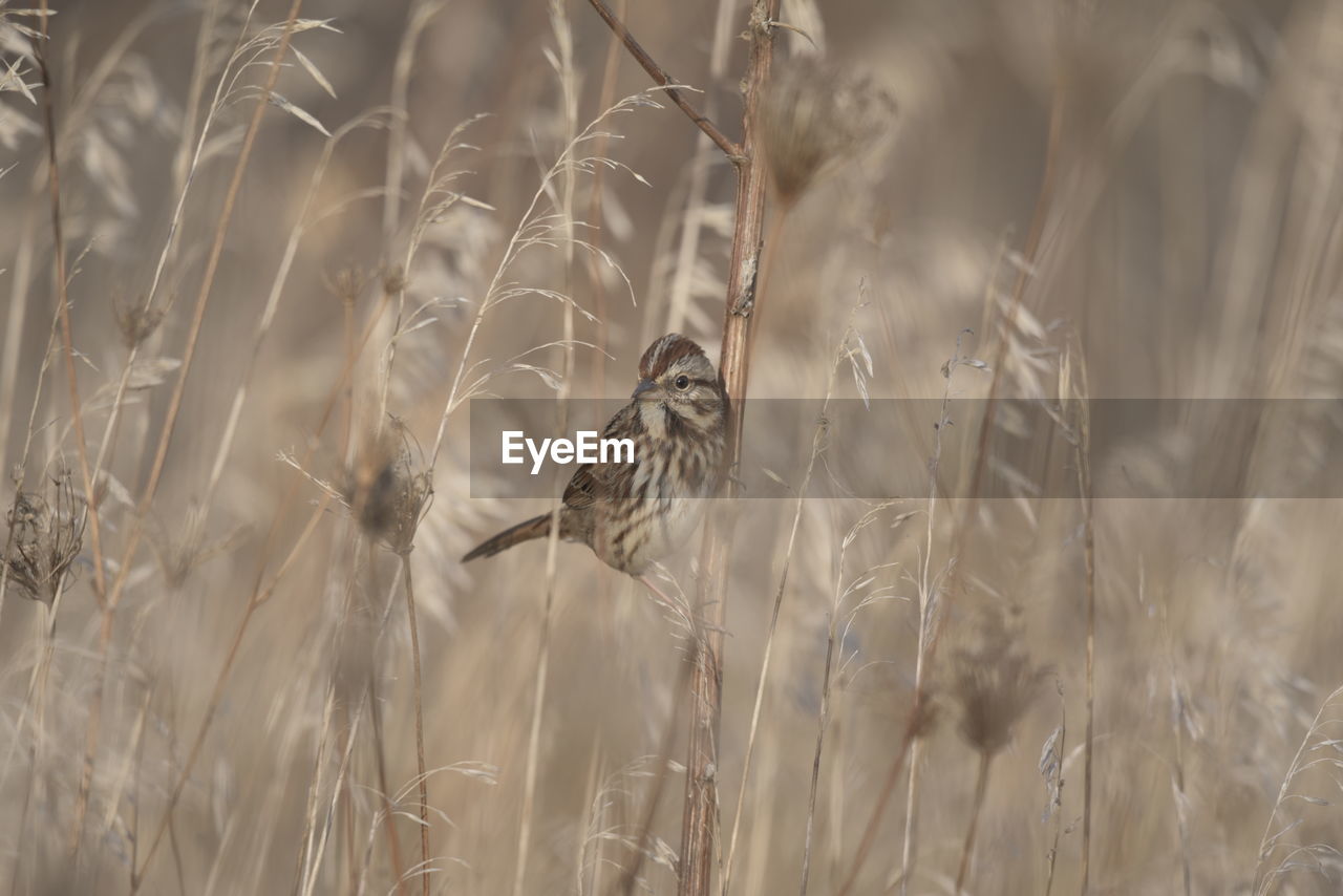 Bird perching on a grass stalk in a field