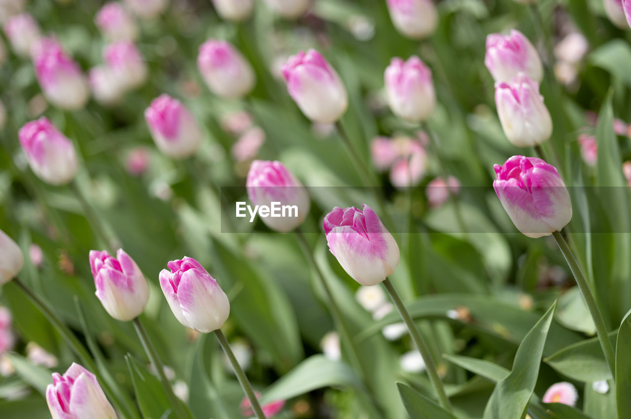 Close-up of pink flowering plants