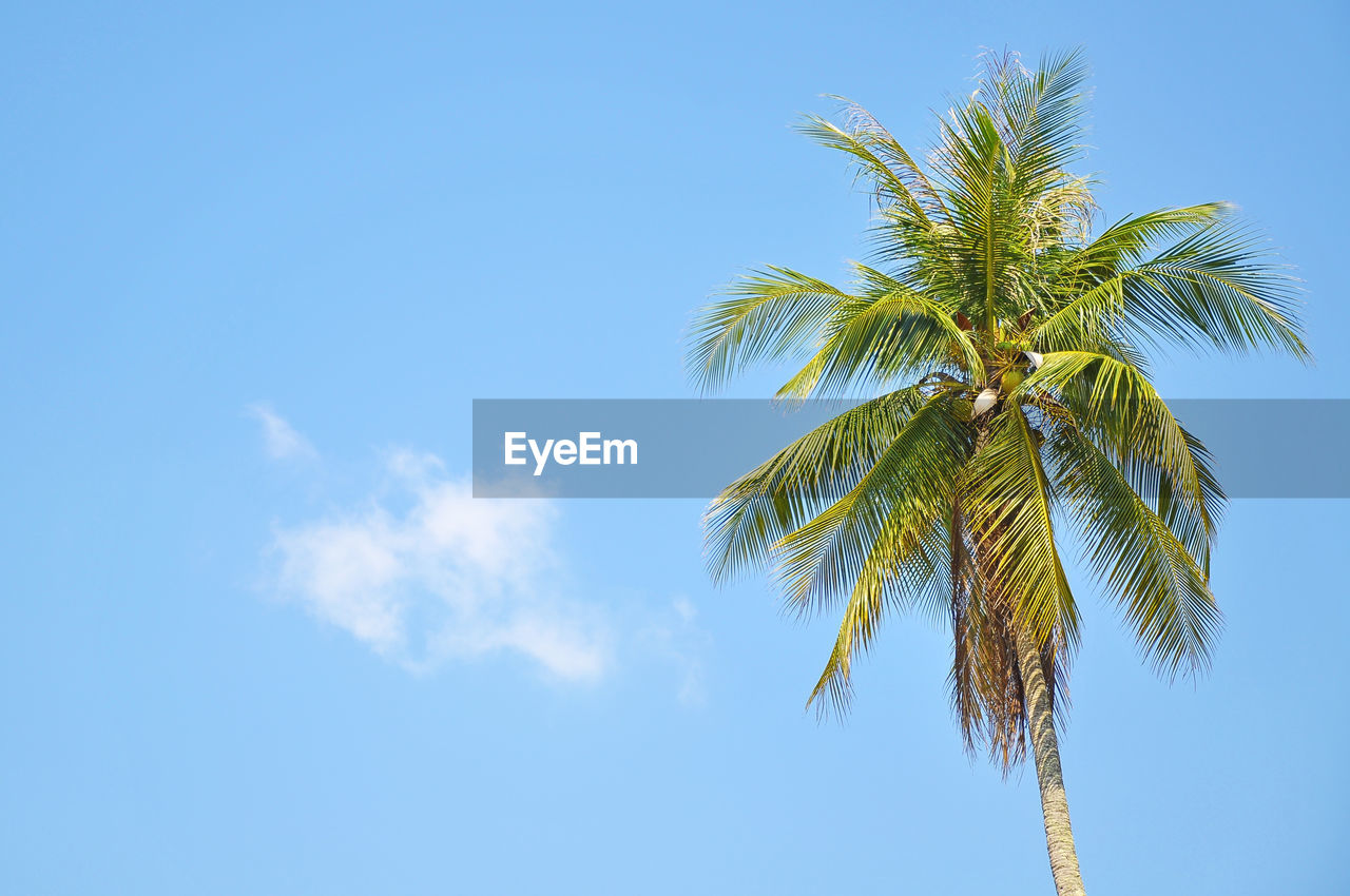 Low angle view of coconut palm tree against blue sky