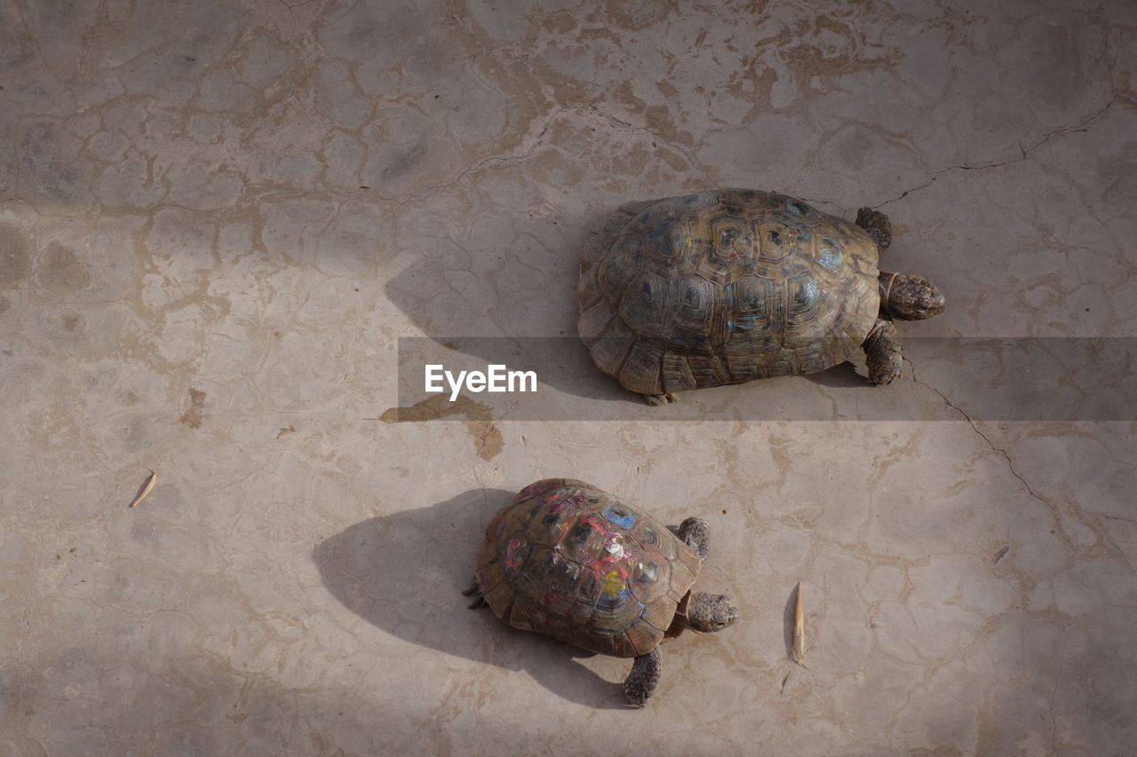 High angle view of tortoises on footpath