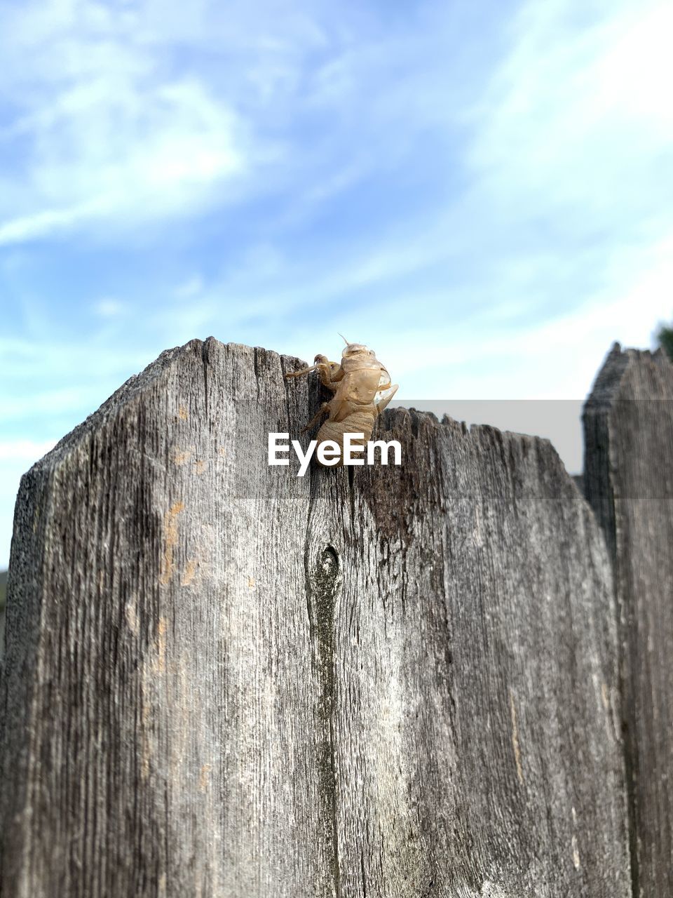 CLOSE-UP OF LIZARD ON WOODEN POST