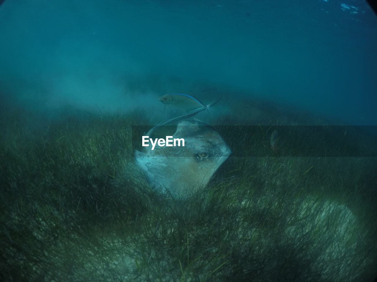 high angle view of jellyfish swimming in sea